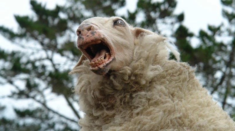 Mouton zombie : Mouton noir