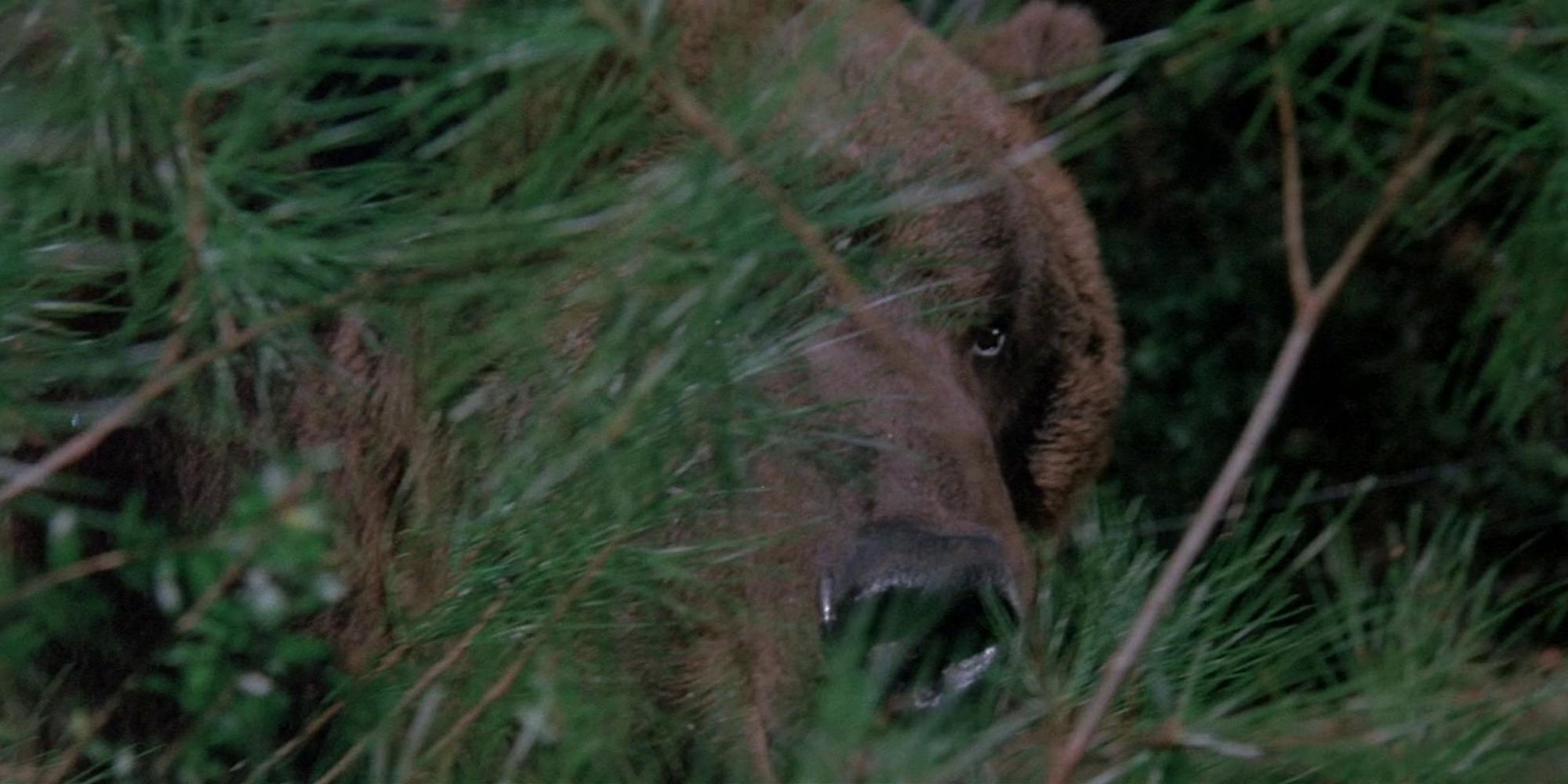 Un ours regarde à travers les feuilles dans Grizzly.