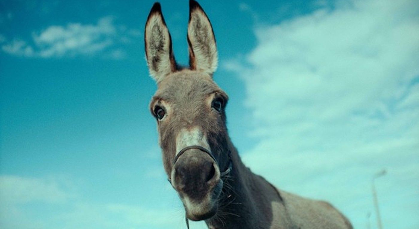 Donkey in Eo Polish Movie