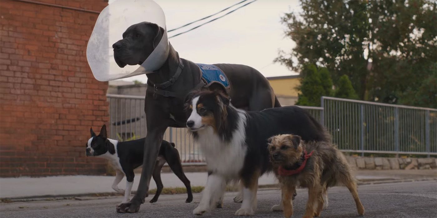 Reggie, Maggie, Hunter, and Bug in the comedy film Strays