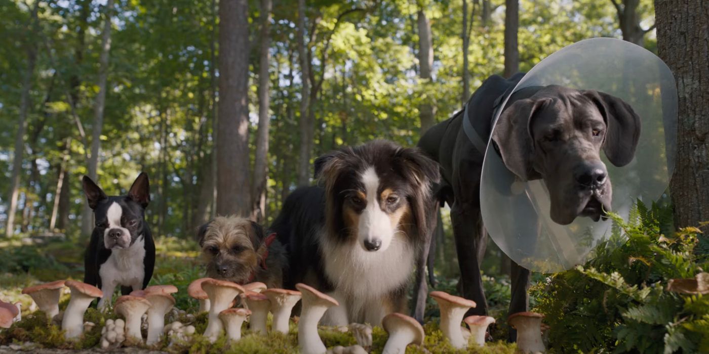 Bug, Reggie, Maggie, and Hunter in Strays sniffing mushrooms