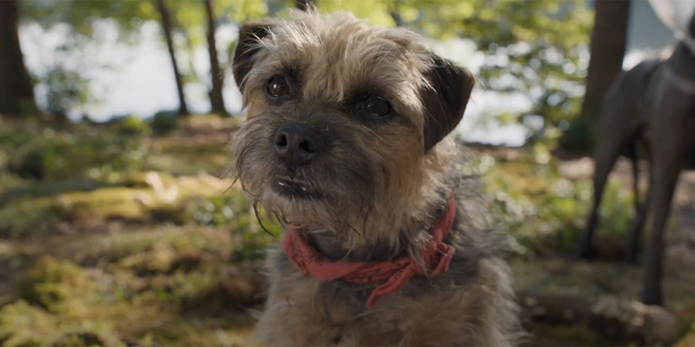 Isla Fisher Is a Deranged Australian Shepherd