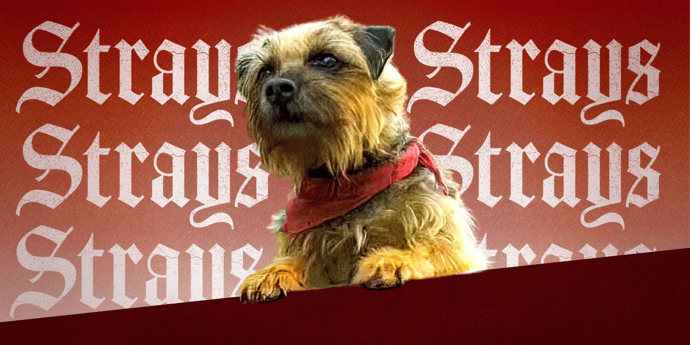 'Strays' Release Date, Cast, Trailer, and Everything You Need to Know