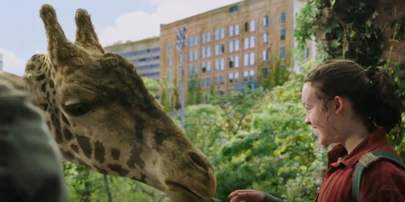 Ellie feeding a giraffe in The Last of Us Season 1 finale