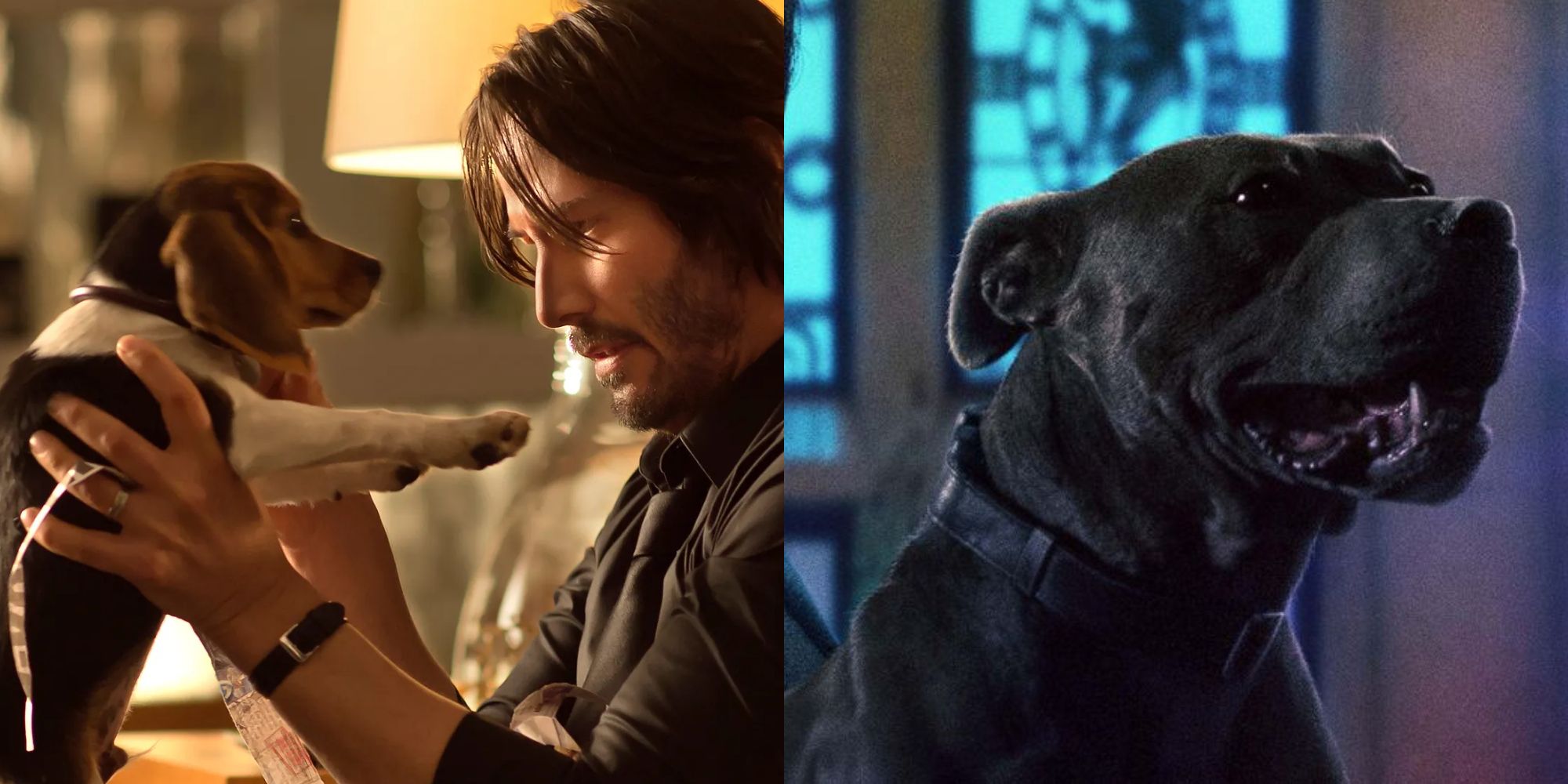 John Wick’s Daisy & 9 Other Memorable On-Screen Dogs