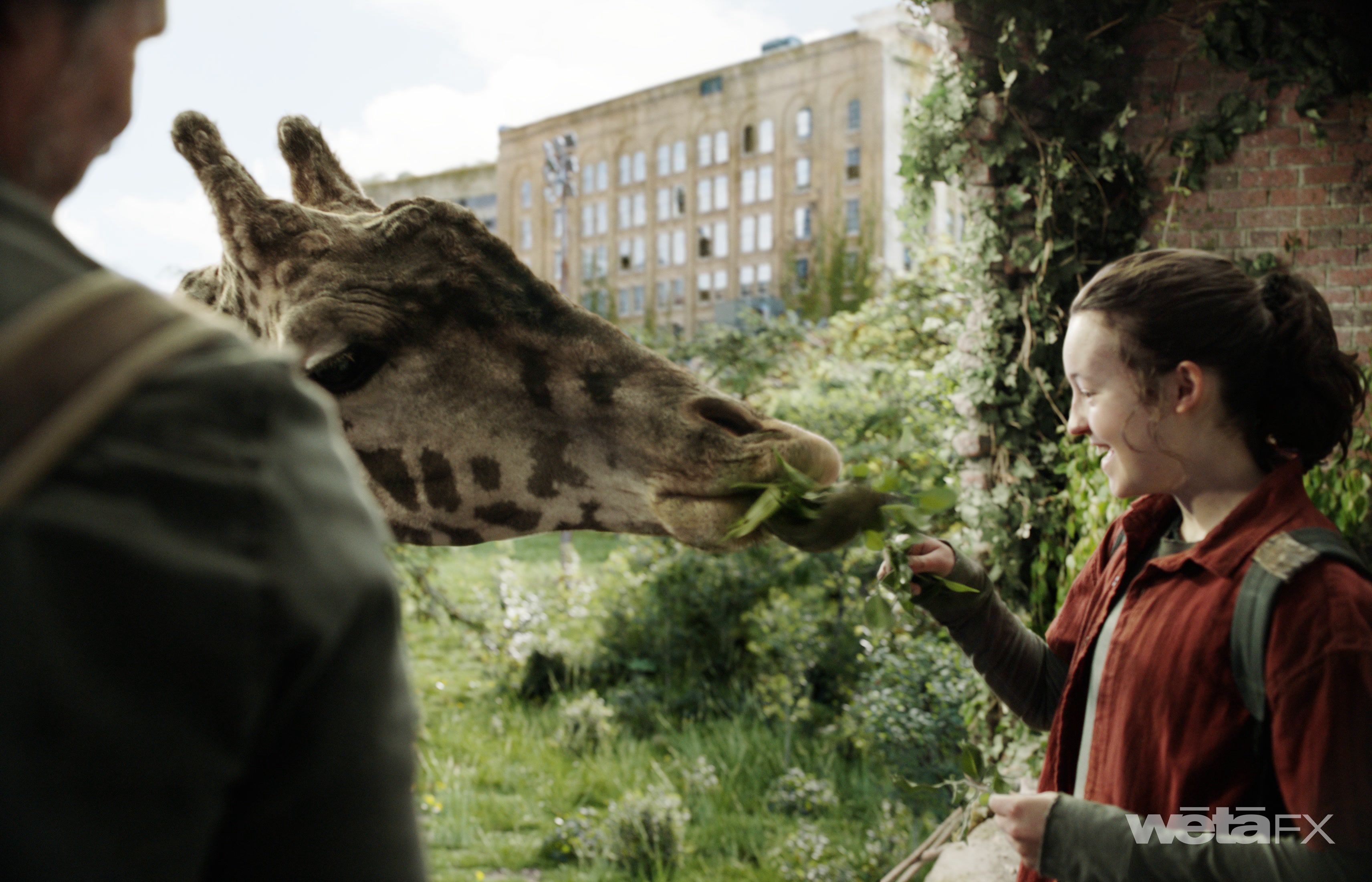 Ellie nourrit une girafe dans la version finale de la scène de la girafe dans le final de la saison 1 de The Last of Us.