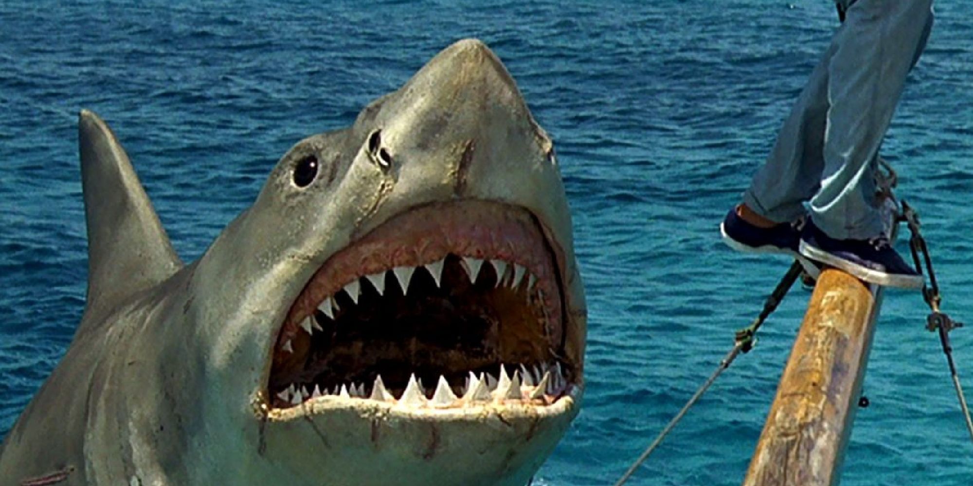 The shark in Jaws: The Revenge