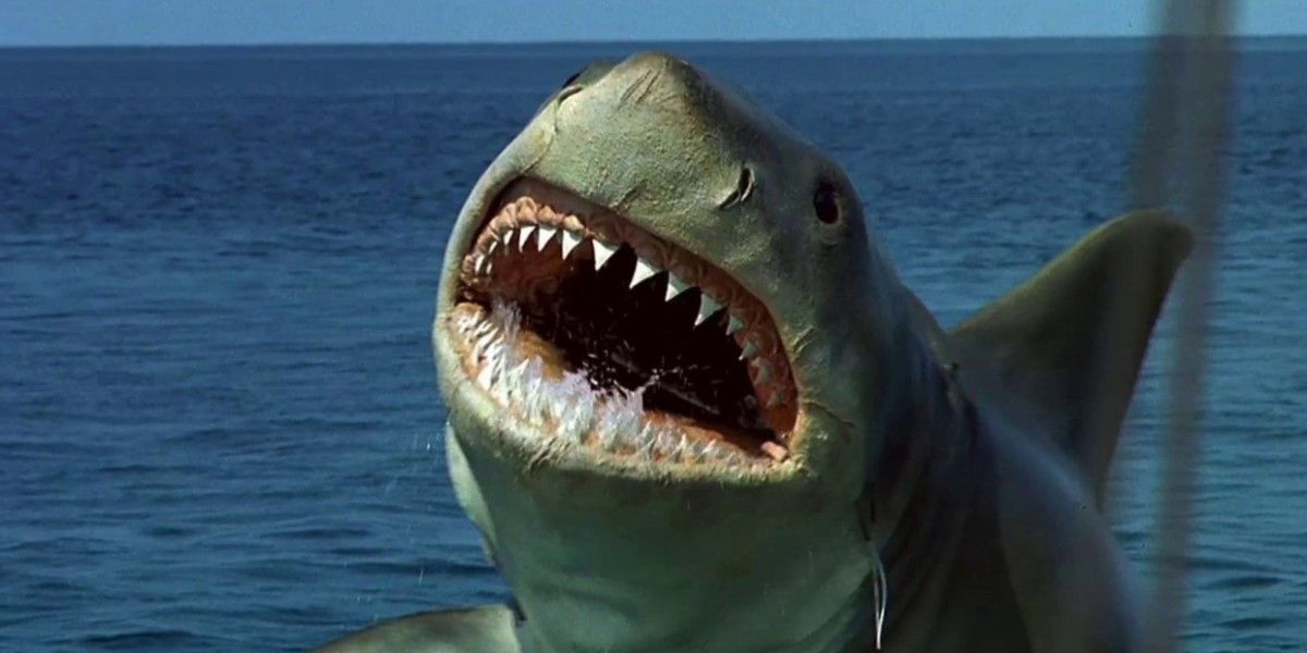 The shark comes out of the water in 'Jaws: The Revenge'