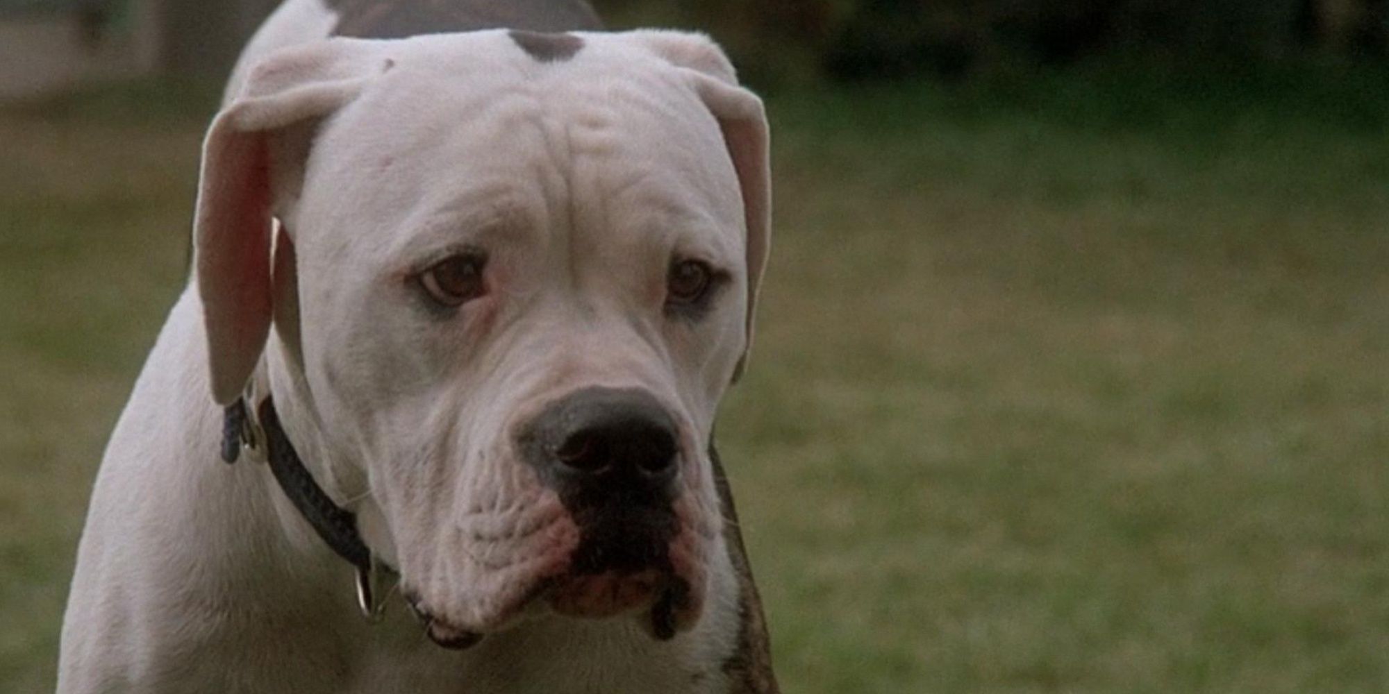 An American bulldog looks sad with his ears back in Homeward Bound