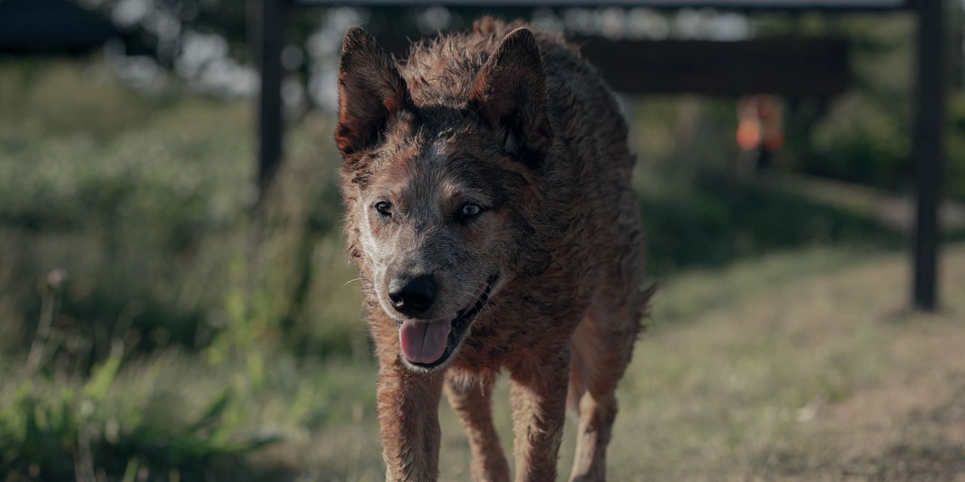 An undead dog in Pet Sematary: Bloodlines