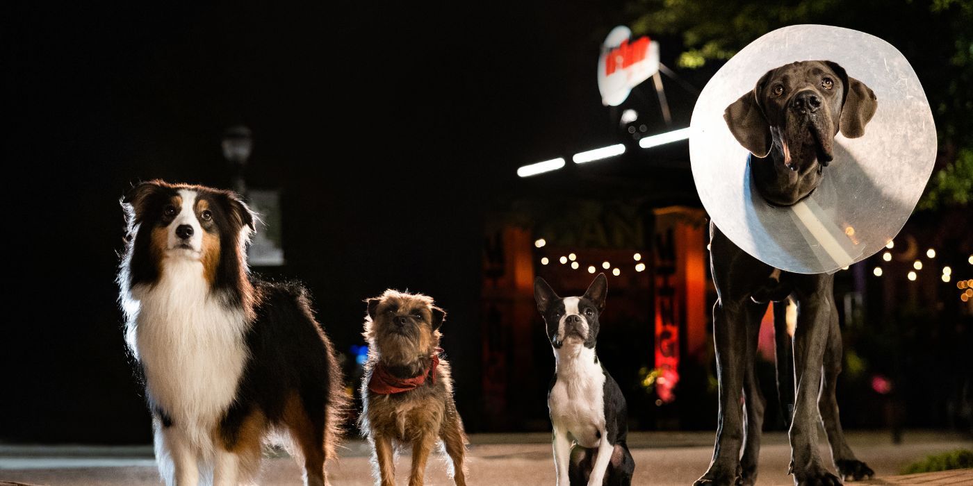 Maggie (Isla Fisher), Reggie (Will Ferrell), Bugs (Jamie Foxx), and Hunter (Randall Park) in Strays