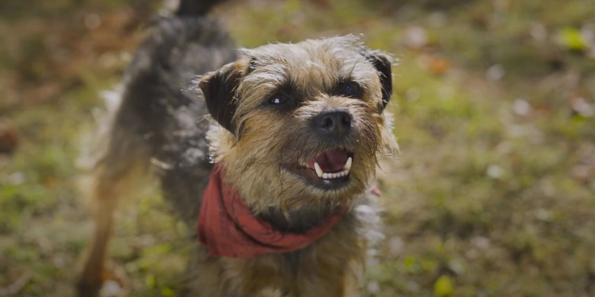'Strays' Trailer Will Ferrell Is a Dog With a Bone to Pick