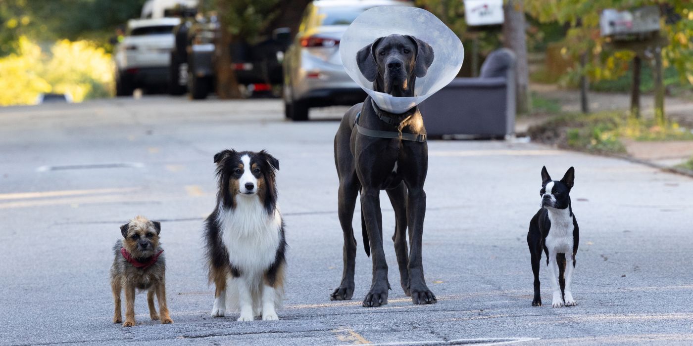 Reggie (Will Ferrell), Maggie (Isla Fisher), Hunter (Randall Park), and Bug (Jamie Foxx) in Strays