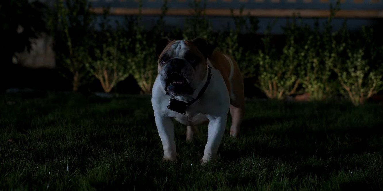 A still from the film Strays featuring Chester, a British bulldog voiced by Jamie Demetriou