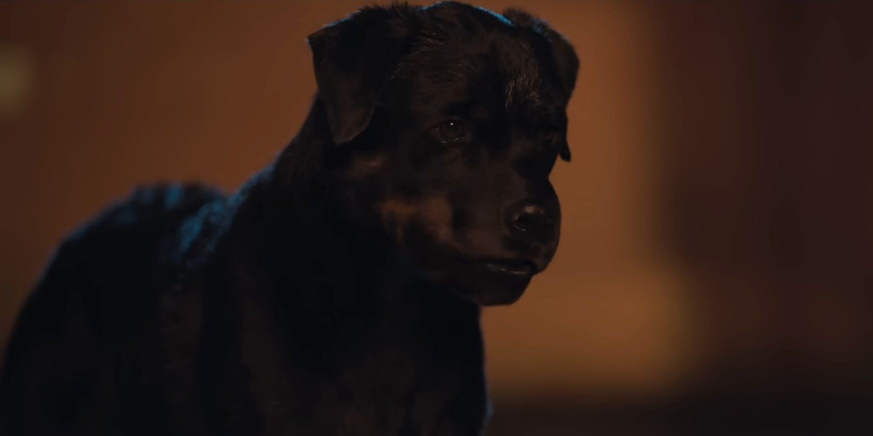 A still from the film Strays featuring Finn the Rottweiler, voiced by Jimmy Tatro