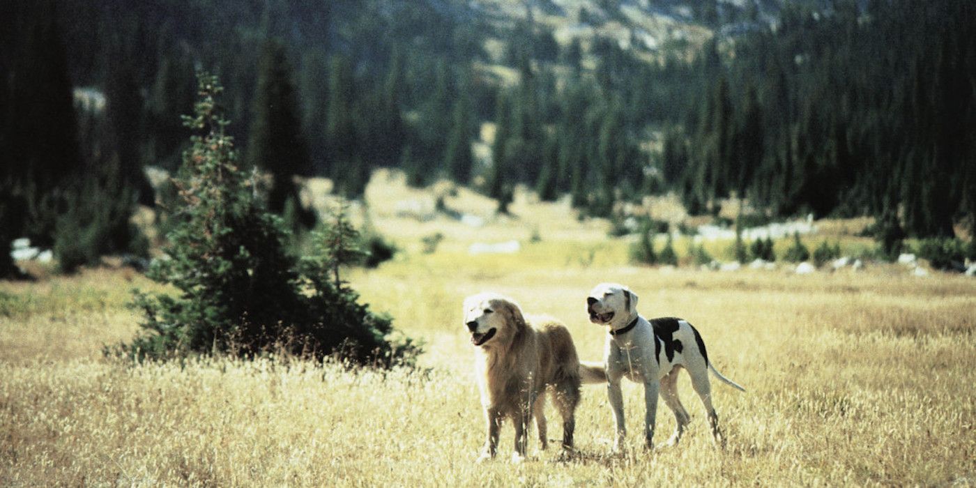 Homeward Bound Movie