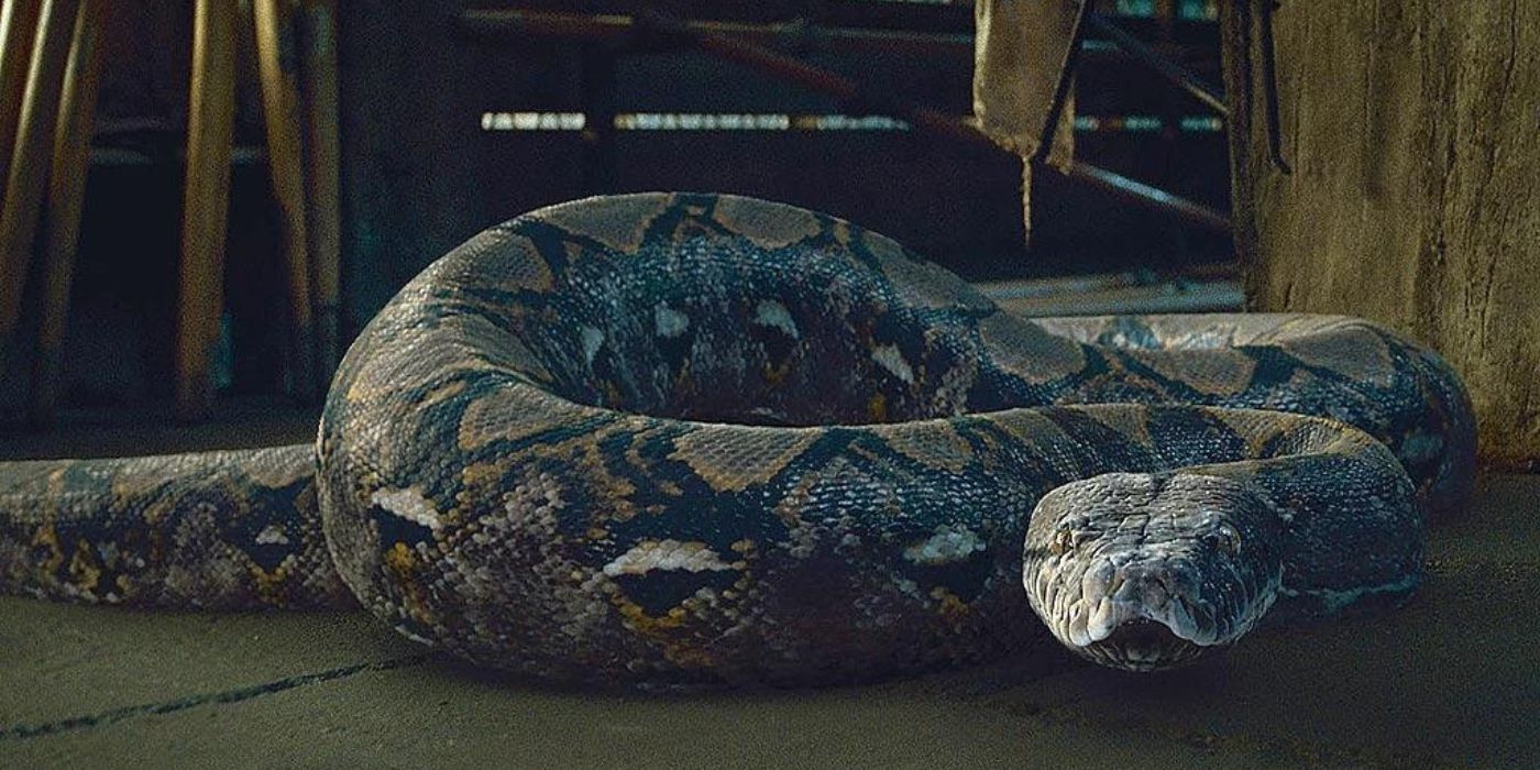 Lord Voldemort's snake Nagini in Harry Potter series
