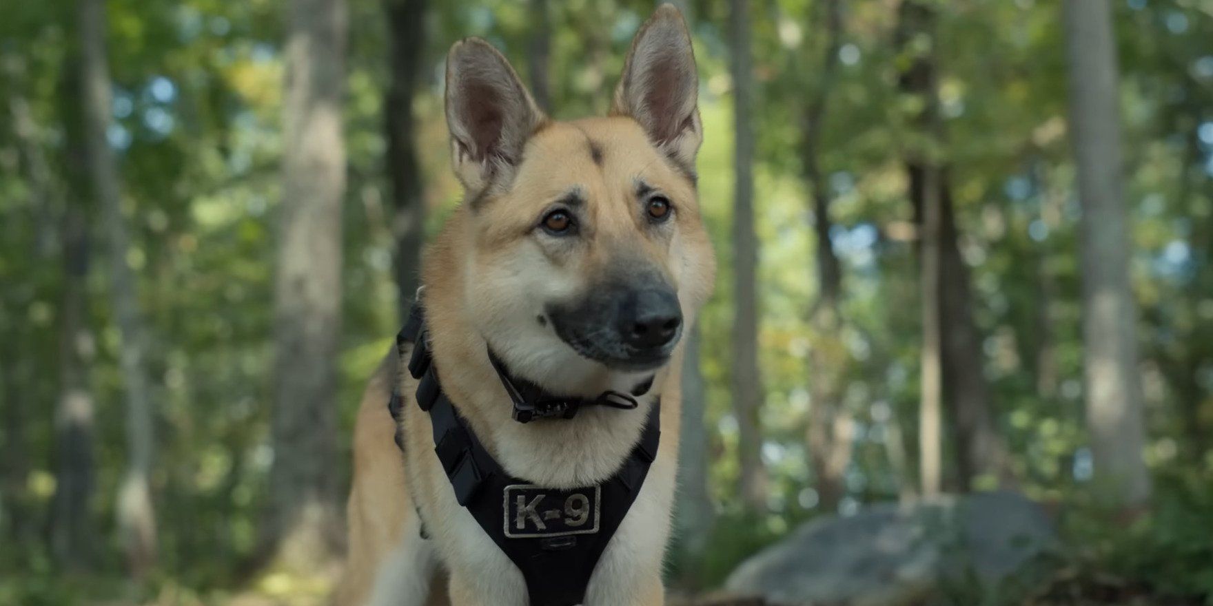 A still from the film Strays featuring Rolf, the K-9 dog voiced by Rob Riggle