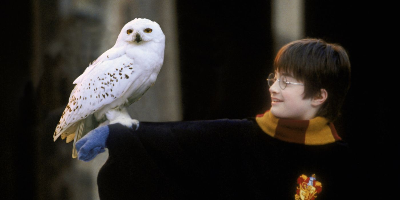 Daniel Radcliffe com sua coruja Edwiges na franquia Harry Potter