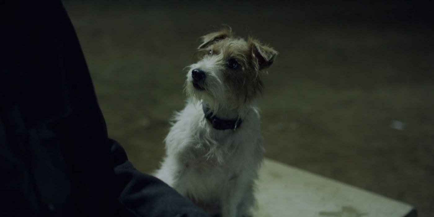 Arthur the do, played by Cosmo, in the movie 'Beginners.' 