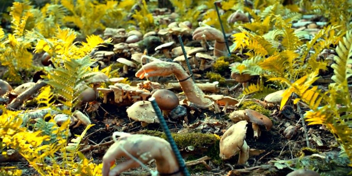 A killer's mushroom garden in the 