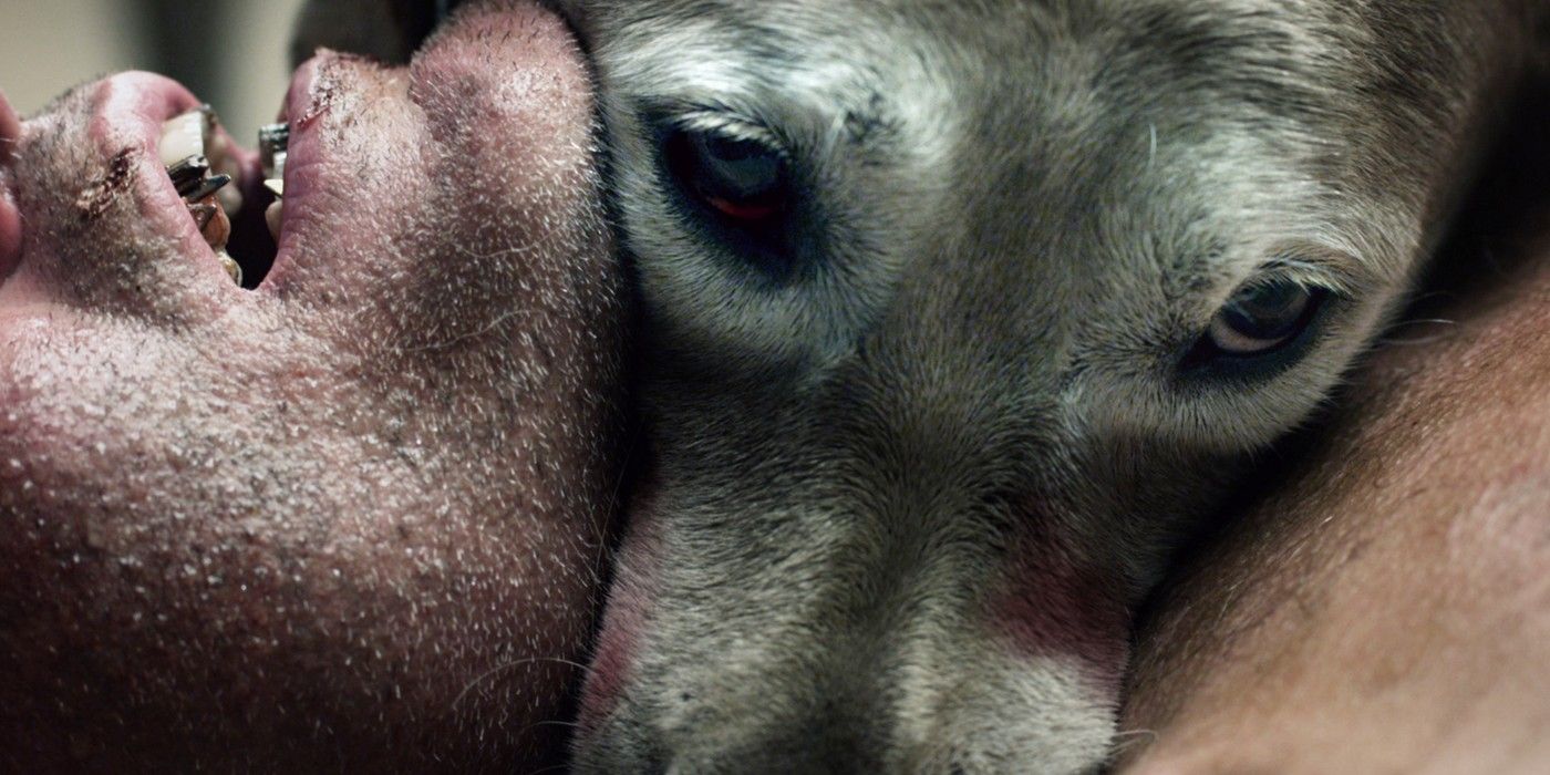A dog sinks its teeth into a man&rsquo;s neck in The ABCs of Death.