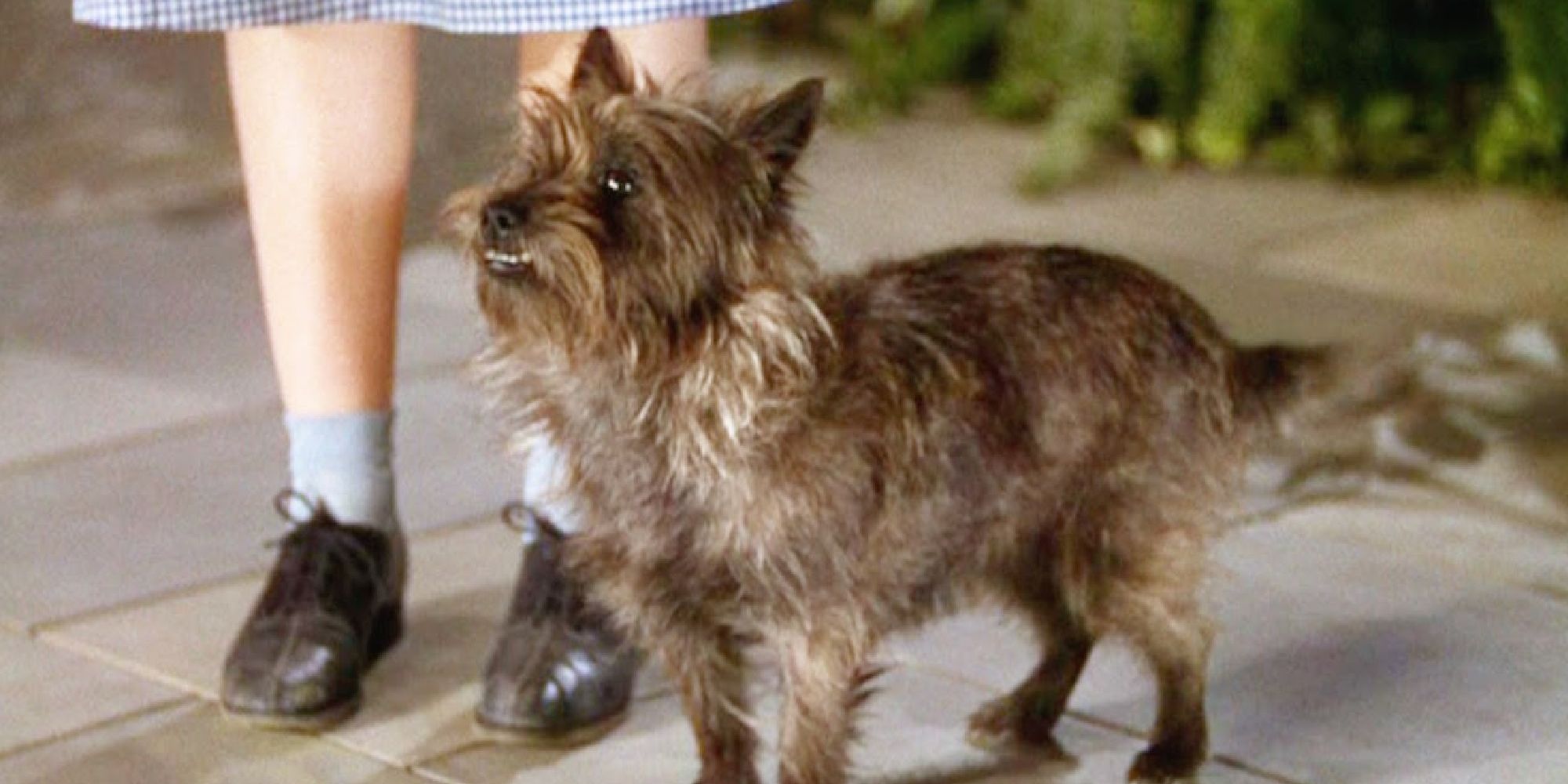 Toto in Wizard of Oz