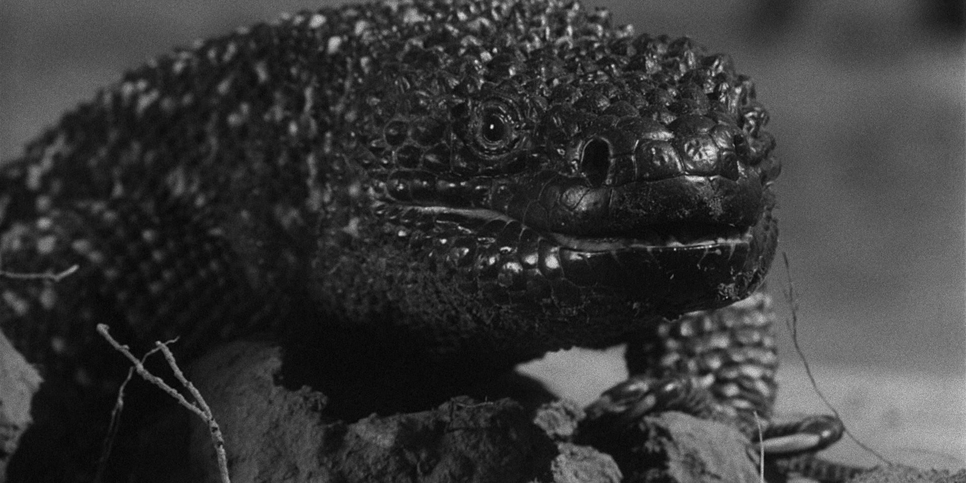 The titular creature from The Giant Gila Monster