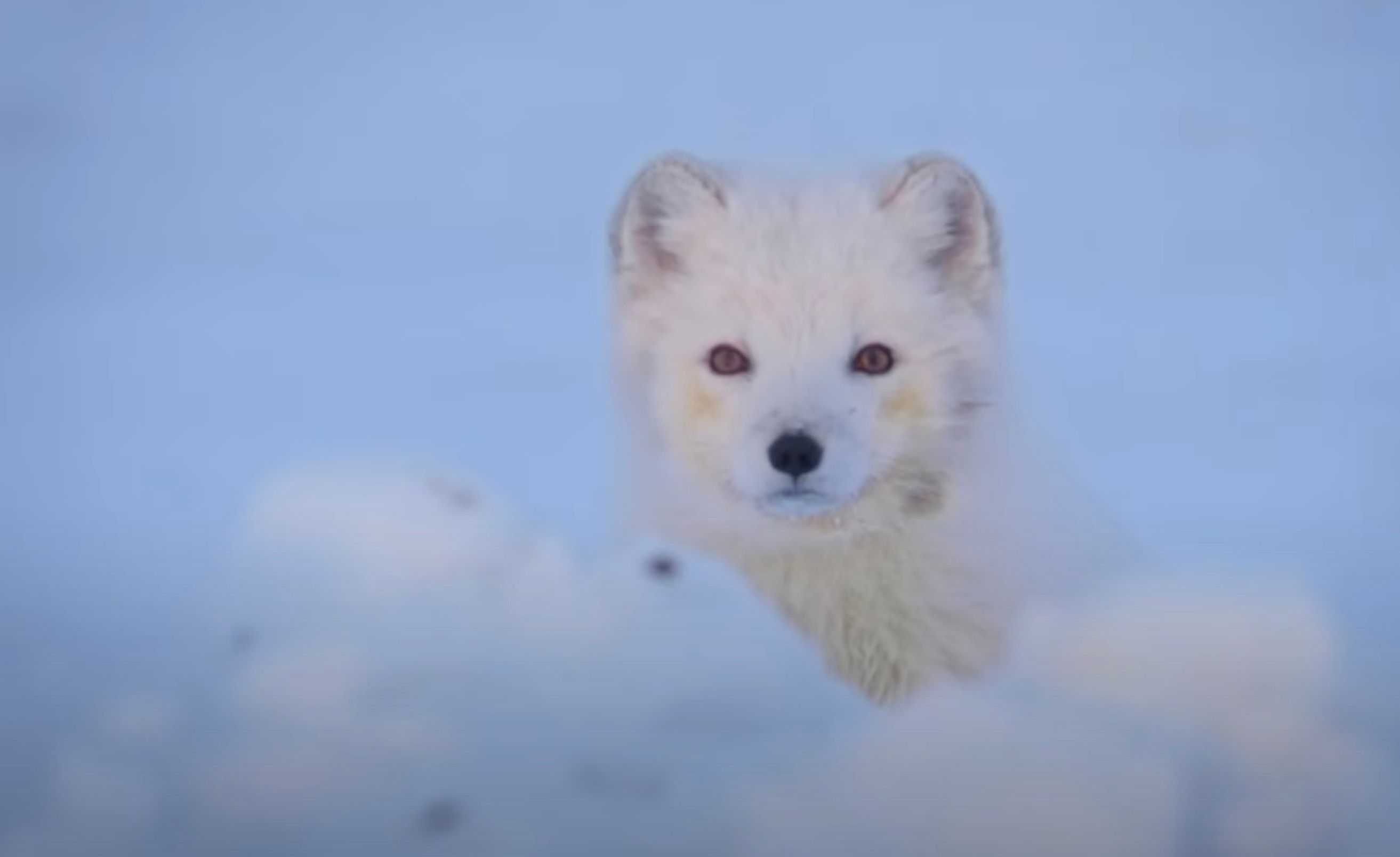 Jeremy Renner Narrates 'Incredible Animal Journeys' in New Trailer