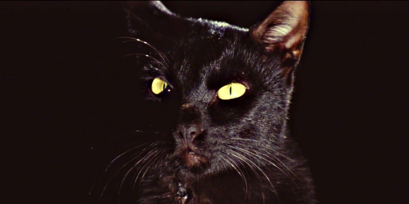 A black cat in 1981&rsquo;s The Black Cat