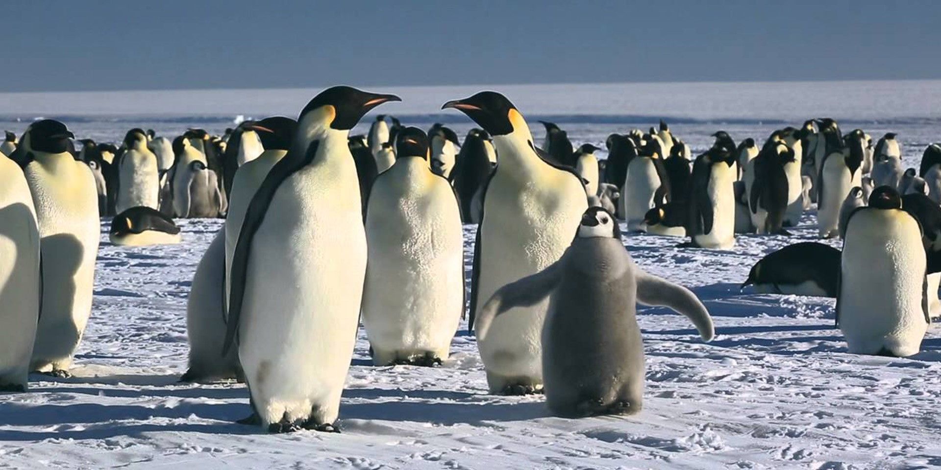 March-of-the-Penguins