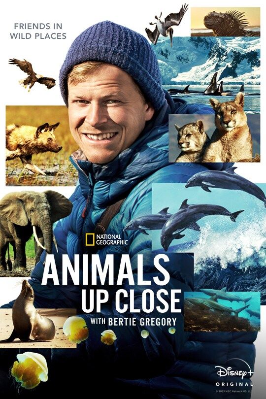 animals up close poster