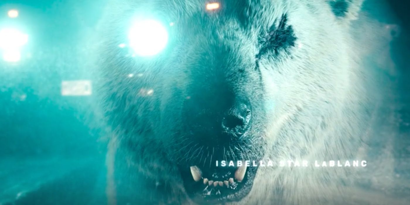 The life-size scarred polar bear in the opening credits of True Detective: Night Country.