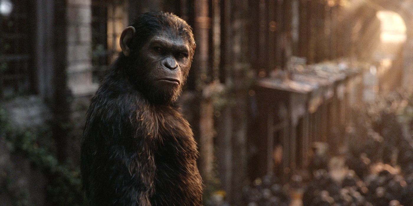 An Ape named Caesar voiced by Andy Serkis looking back at the end of Dawn of the Planet of the Apes