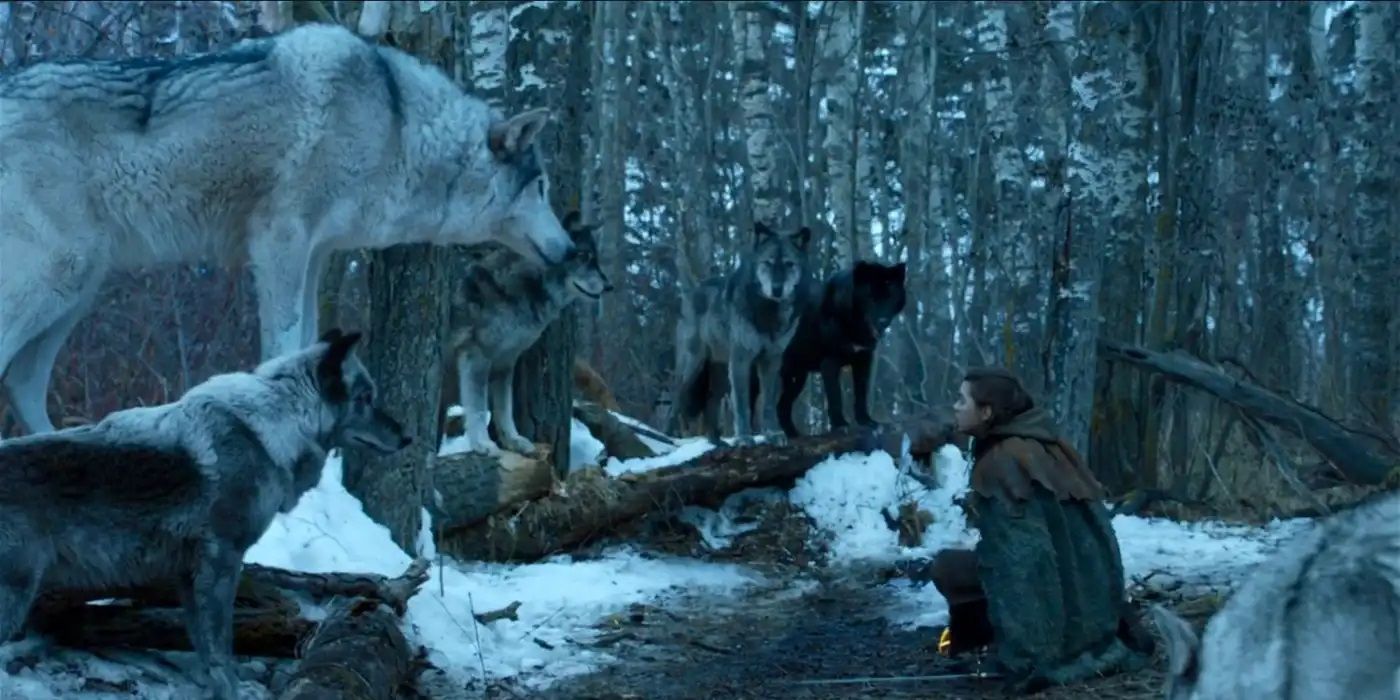 All 6 'Game of Thrones' Direwolf, Ranked