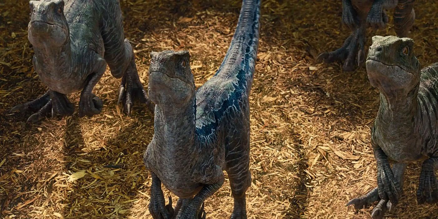 Velociraptors, waiting for a cue, in Jurassic World.