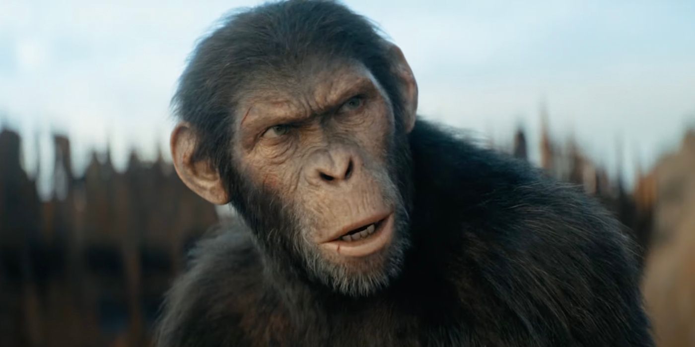 One of the apes in Kingdom of the Planet of the Apes