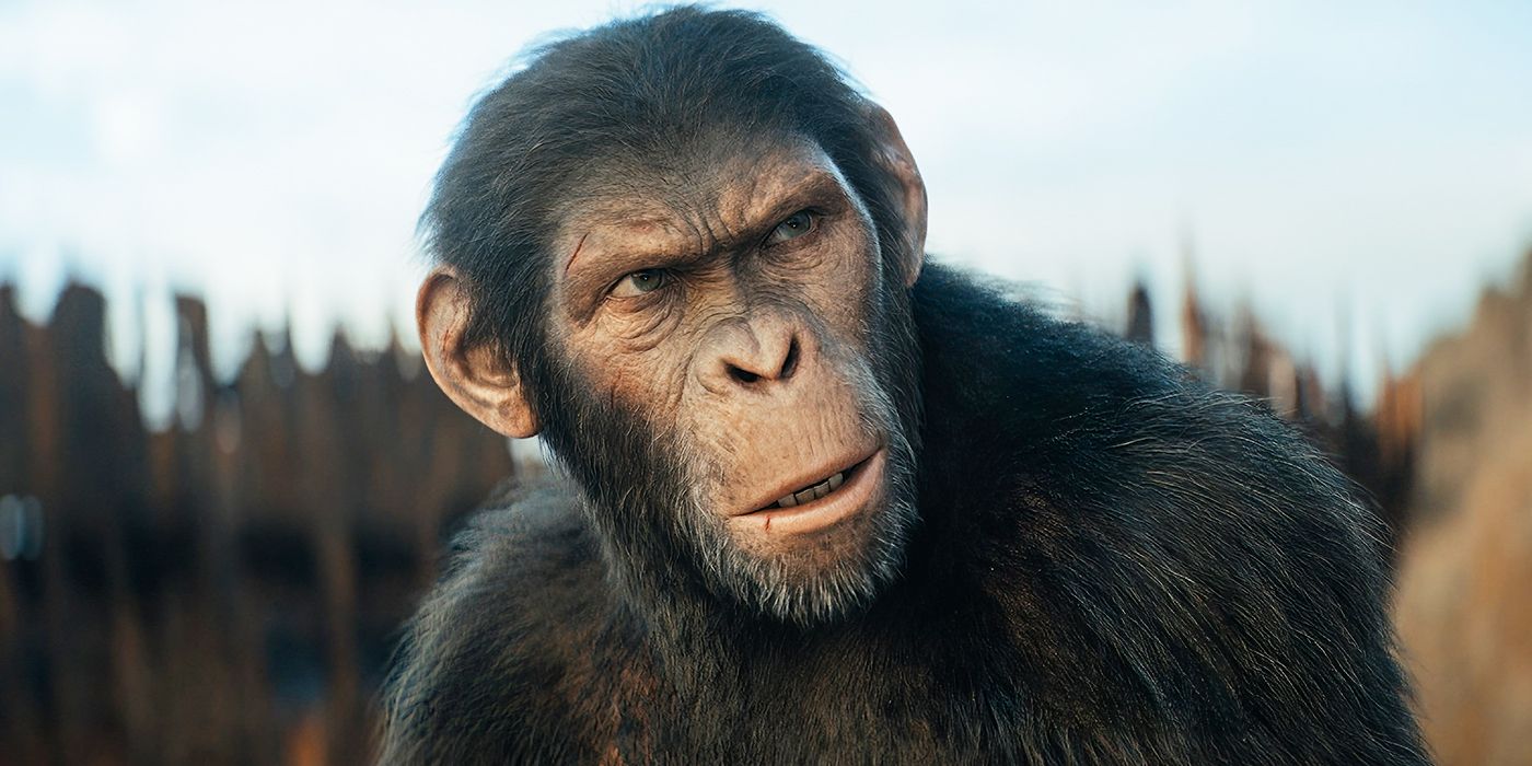 An ape scowling at someone off-camera with a beached rusted ship in the background