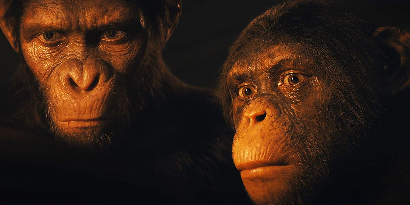 Two apes looking at something off-camera with their faces illuminated by firelight