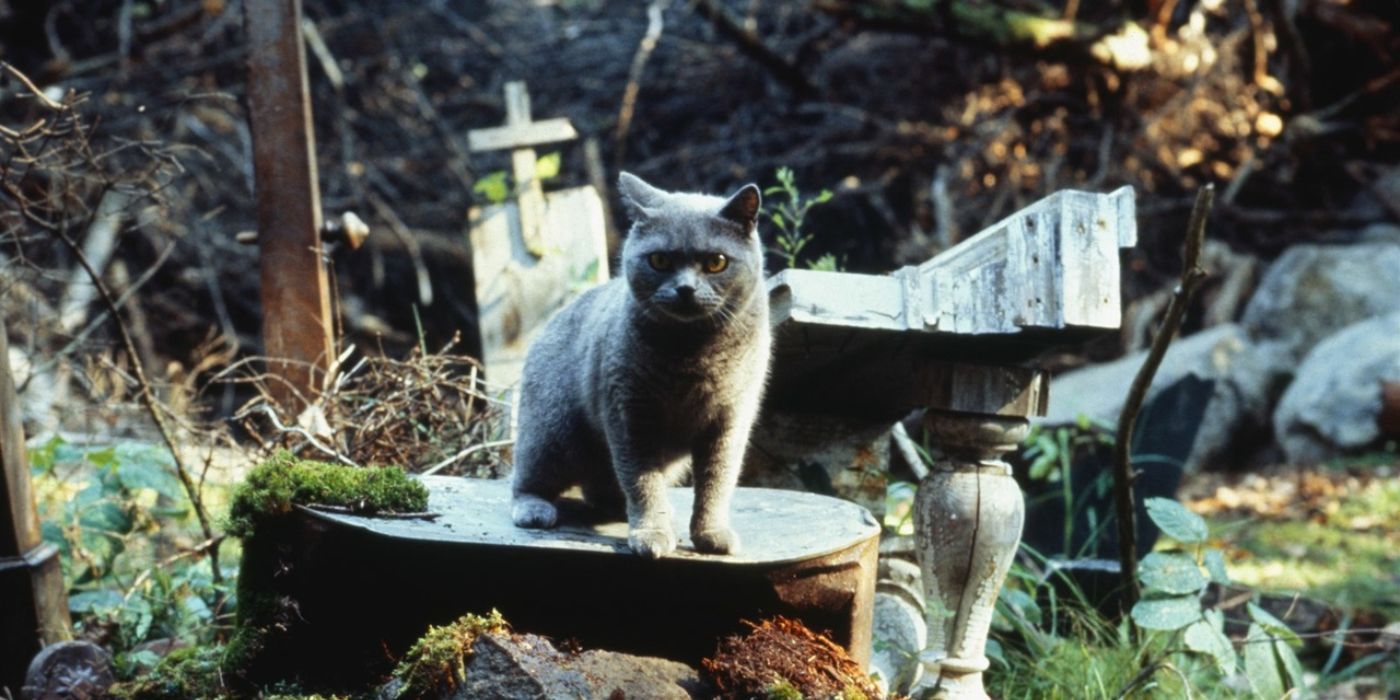 Cat in graveyard in Pet Sematary