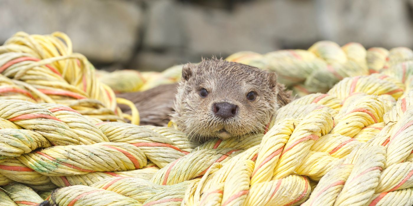 Molly the otter laying on some ropes in Billy & Molly: An Otter Love Story