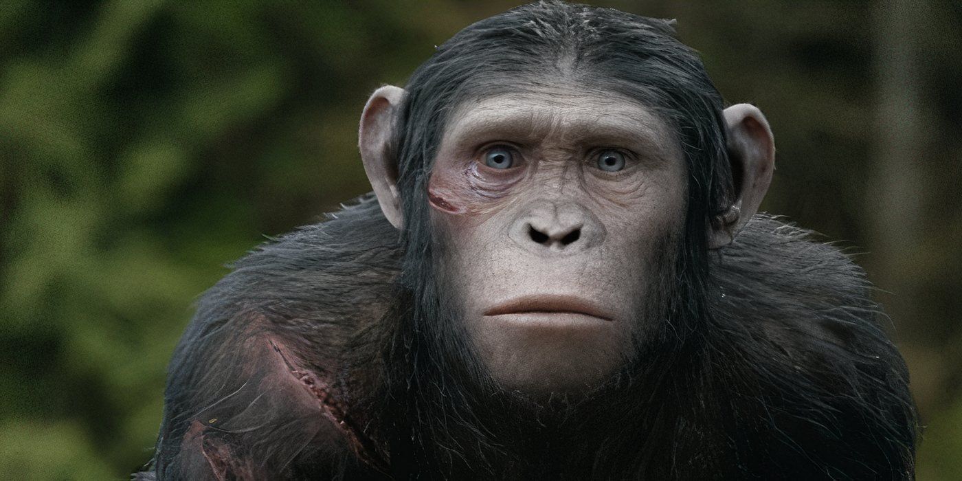 Blue Eyes gazes wearily in 'Dawn of the Planet of the Apes'