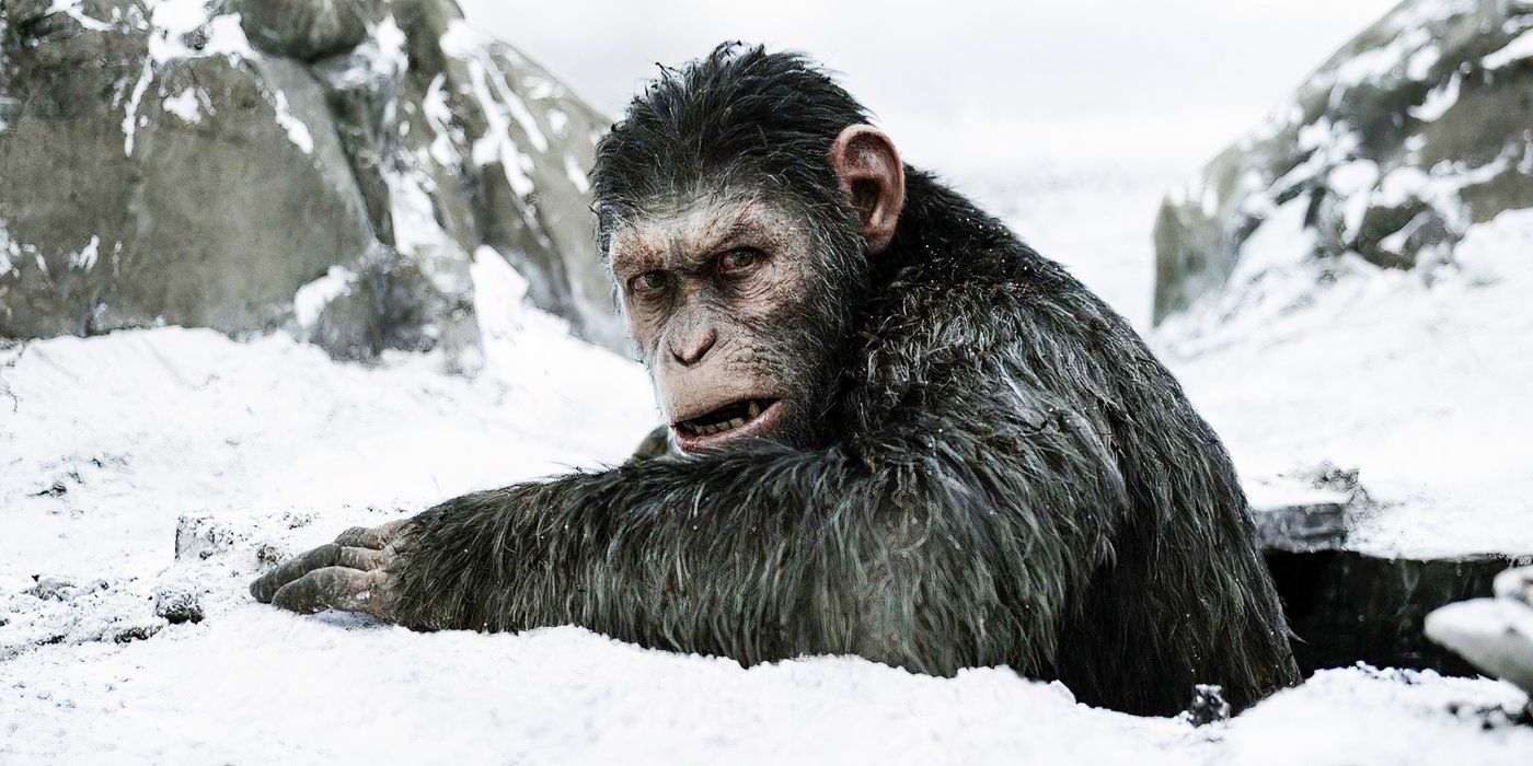 Caesar (Andy Serkis) coming out of a hole in the snow in War for the Planet of the Apes