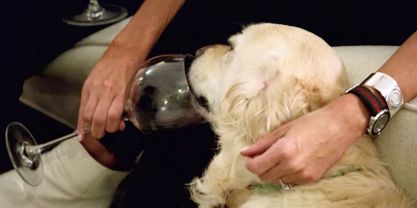 Jessica Batten's dog who loves wine from Love Is Blind.