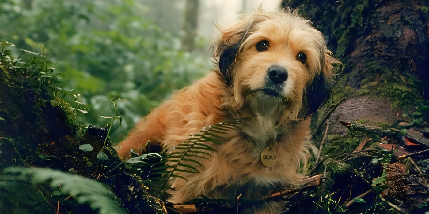 Benji the dog stands in the wilderness looking at the camera in Benji:The Hunted