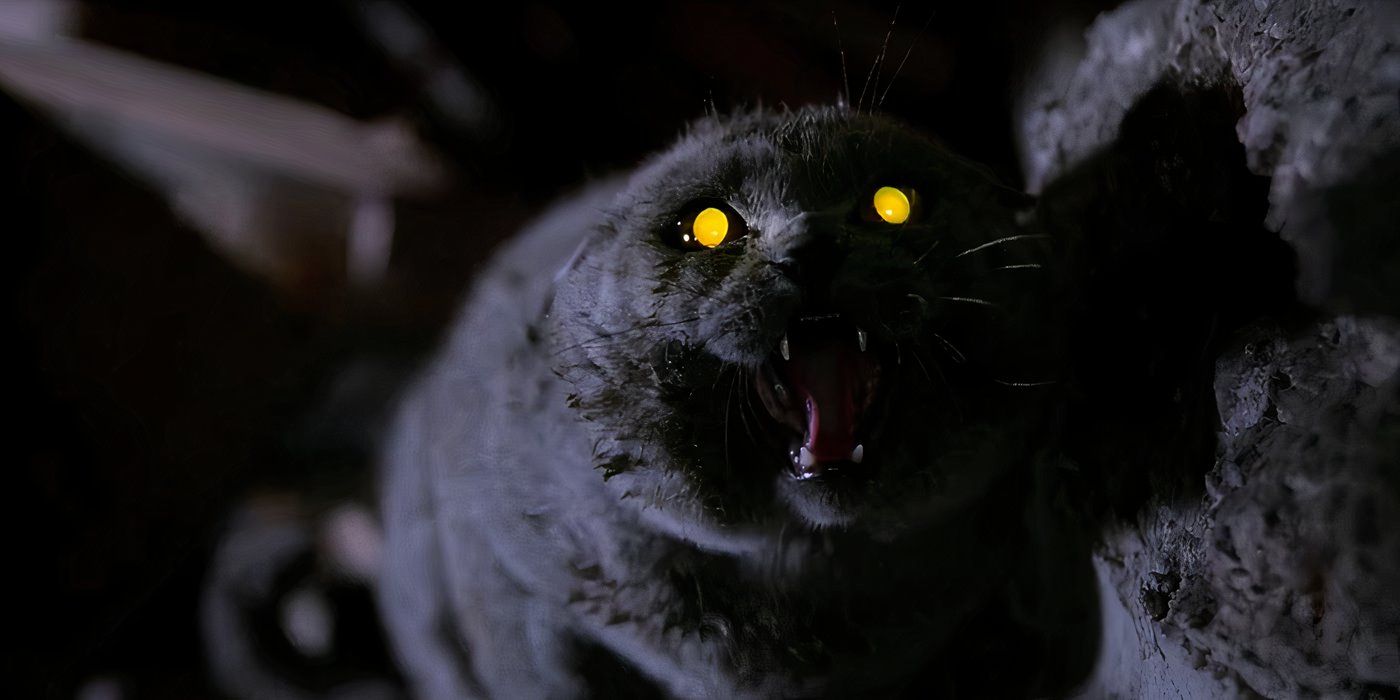 Church the creepy feline hisses at the camera in Pet Sematary (1989).