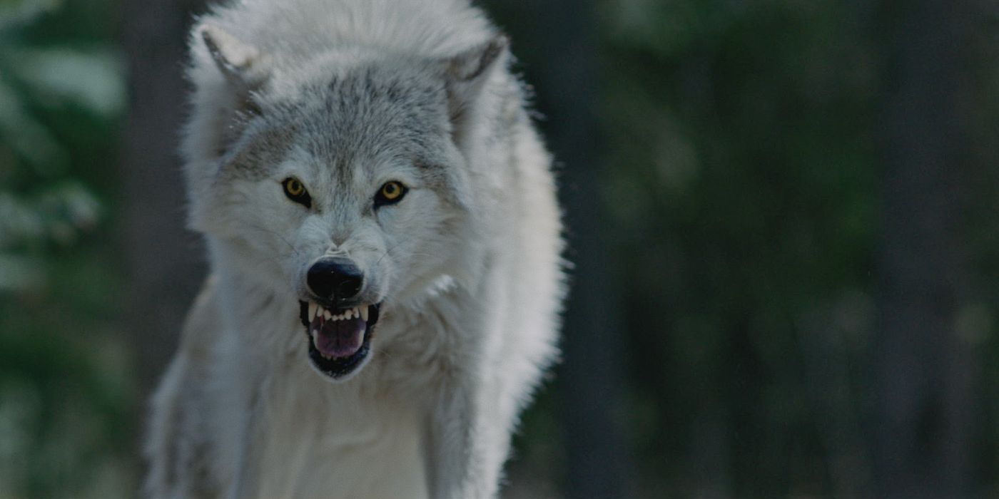 A white and grey wolf snarling in the forest in Out Come the Wolves