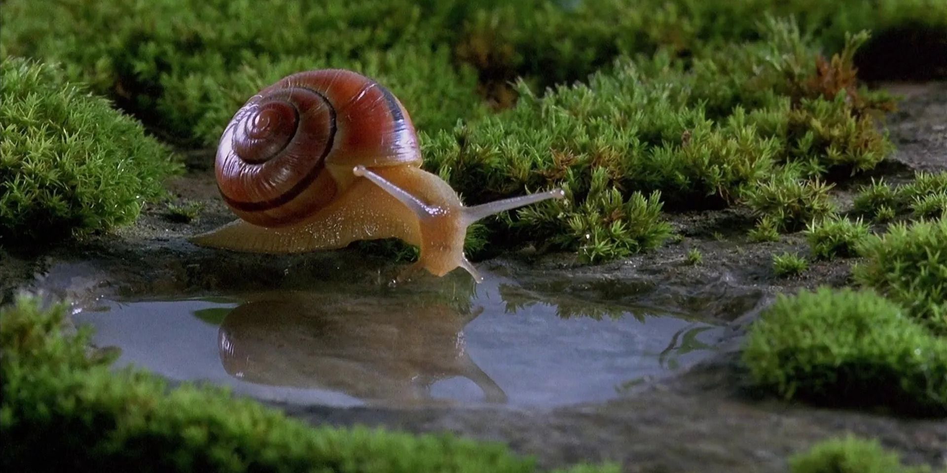 Snail looking at pond in 'Microcosmos'