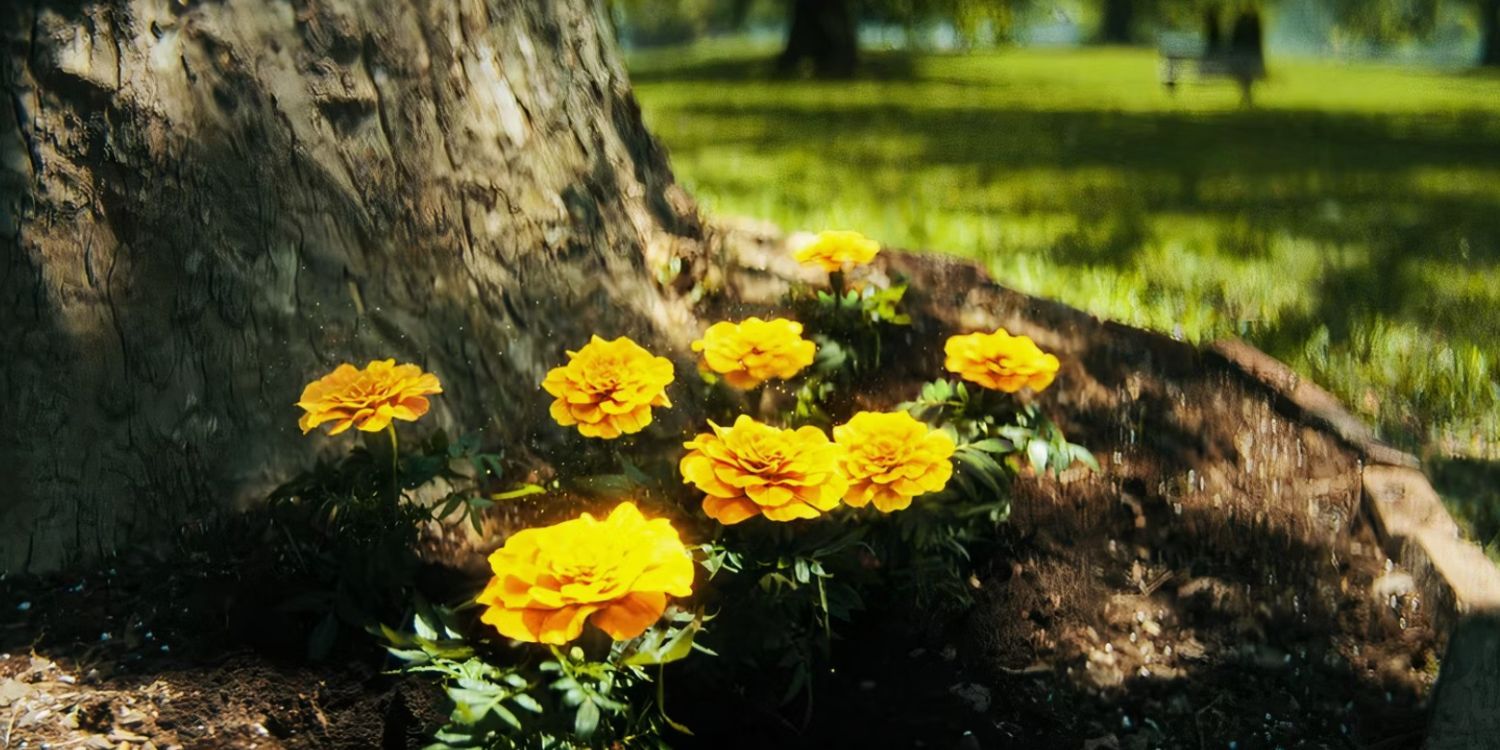 Marigold flowers blooming in The Umbrella Academy's finale's post-credit scene.