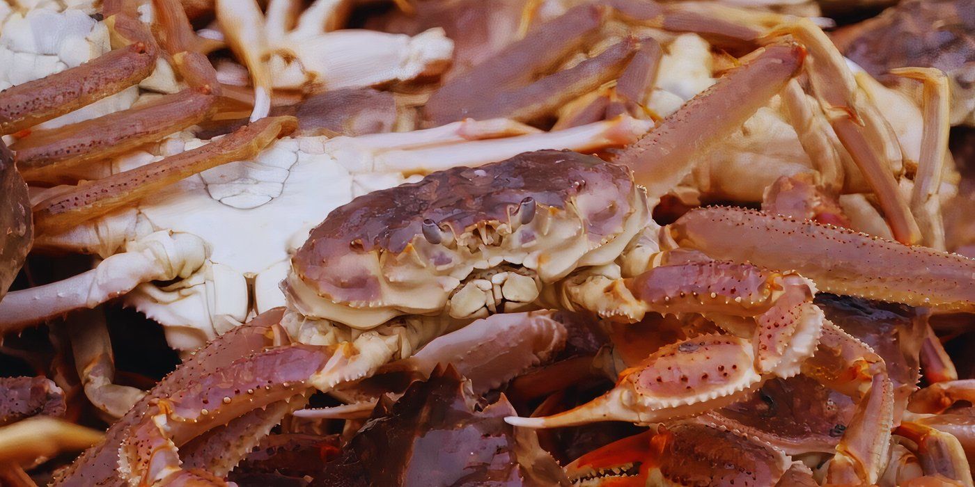 Crab caught after a Time Bandit fishing trip.